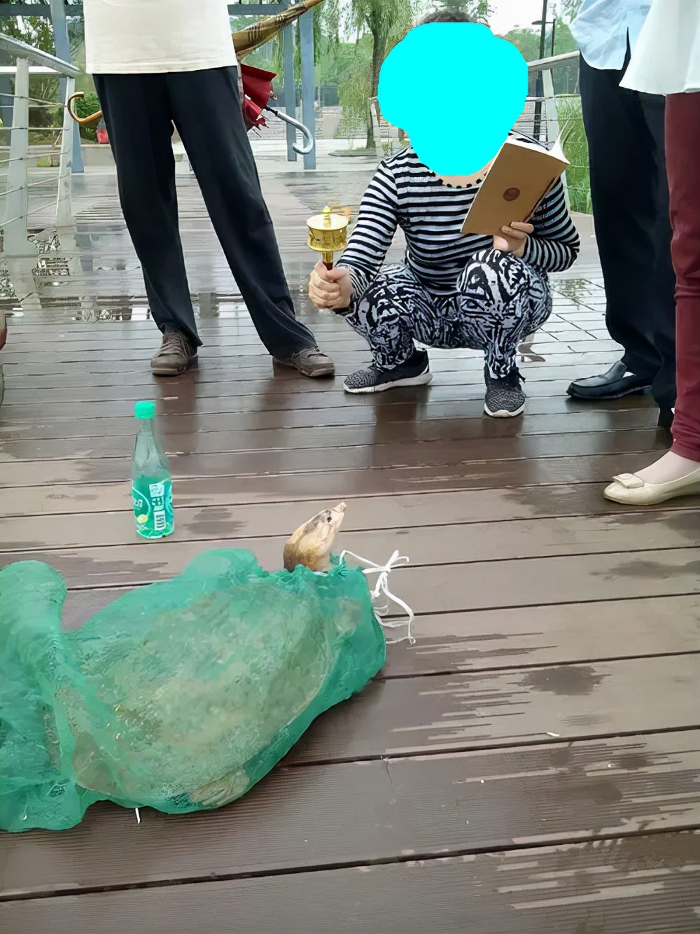 河边发现老鳖晒太阳,老鳖趴在河边