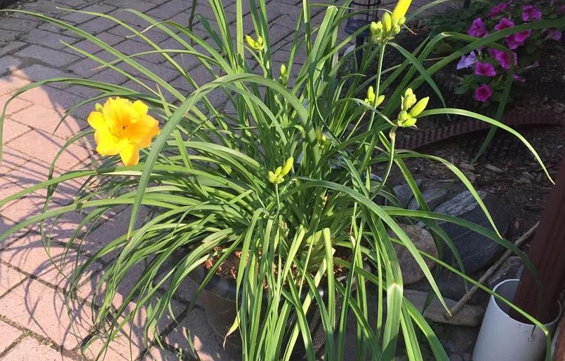 和康乃馨相似的花有哪些,康乃馨花期长又好养的花