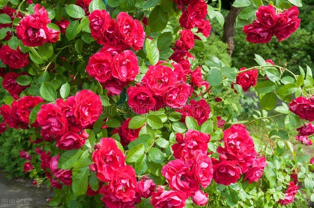 玫瑰花语大全短句子,玫瑰花语大全