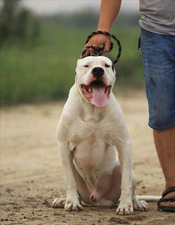 杜高犬为何不抗冻,杜高犬真能护主吗