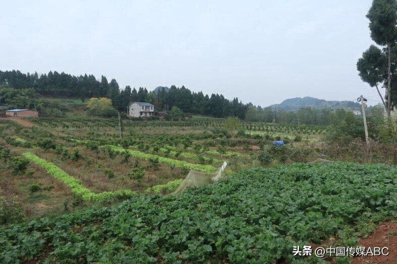 爱心蔬菜送环卫工,感恩蔬菜温暖环卫工人心