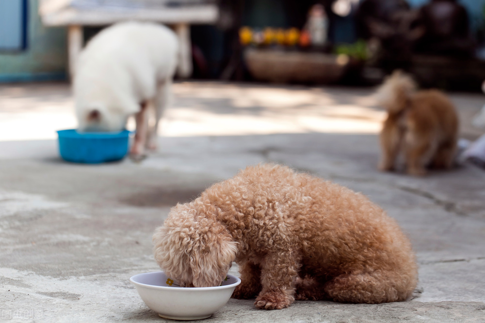 泰迪母一年当中的发情症状