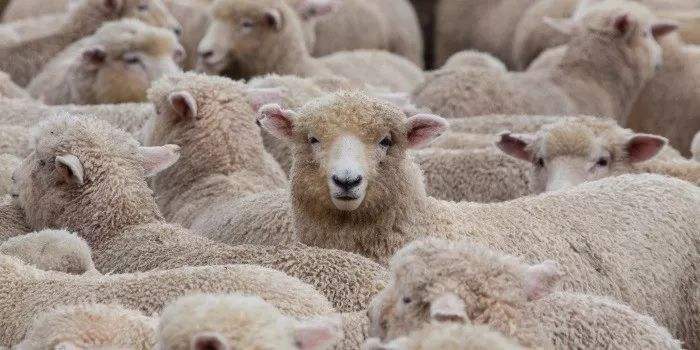 新手养羊10只左右怎么建羊圈,羊的养殖技术和羊圈的搭建