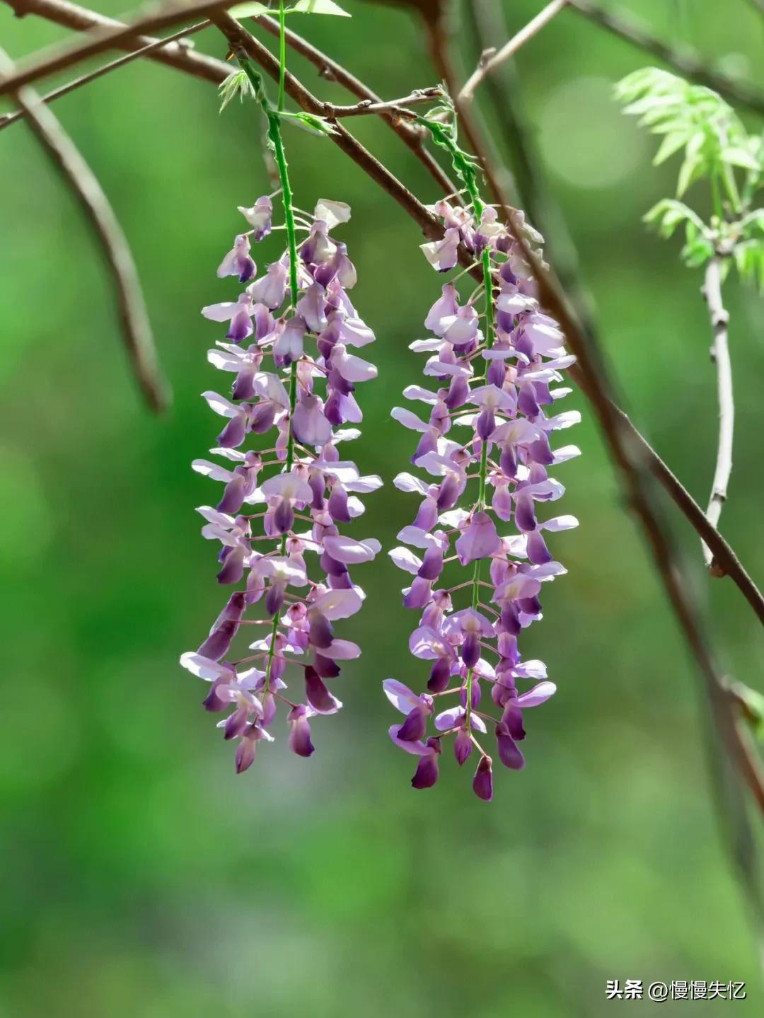 李白意境最美诗,李白五绝诗水平