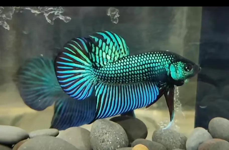 观赏鱼斗鱼小型淡水好养,适合新手养的观赏鱼小型斗鱼