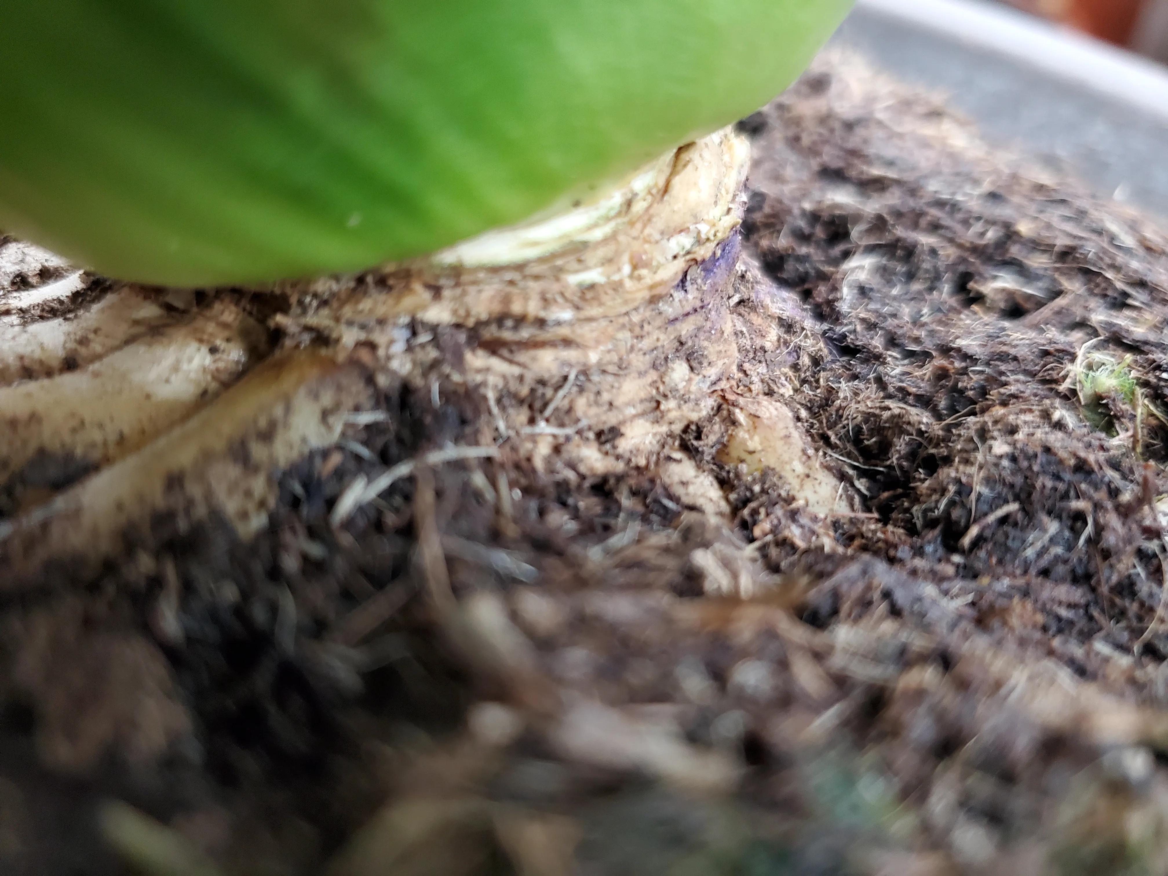 君子兰茎腐病可以用多菌灵吗,君子兰腐叶病怎么处理