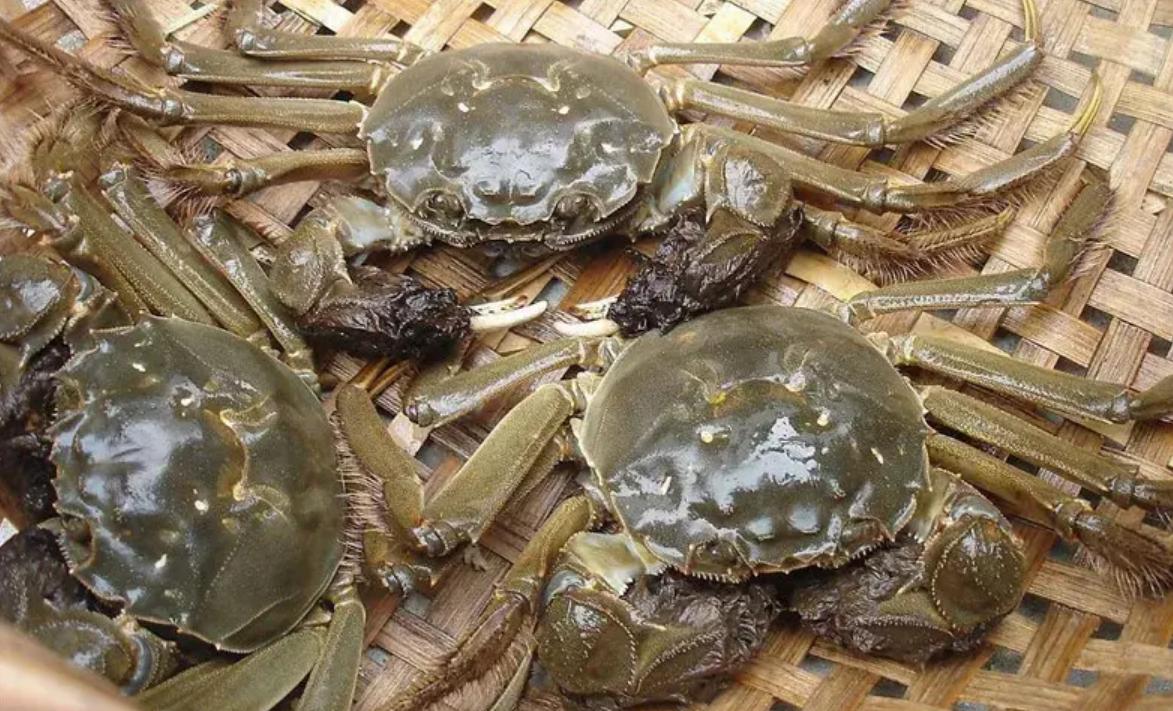 小螃蟹变身抢手货，小虫子变为致富法宝，男子年销8000万