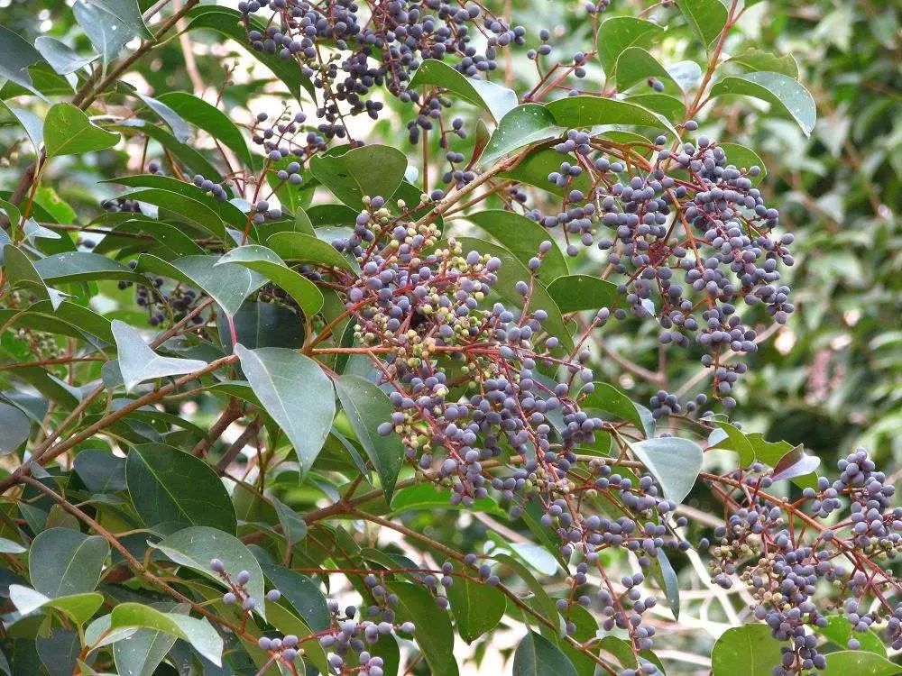 开花植物大全100种,实用分享30款小型开花树种介绍