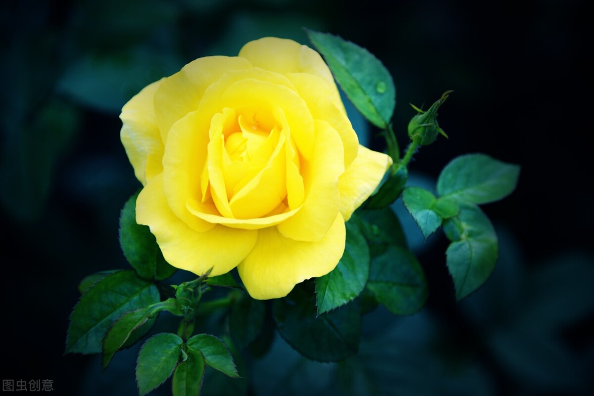 玫瑰花的各种颜色的花语和寓意,各种颜色的玫瑰花花语大全