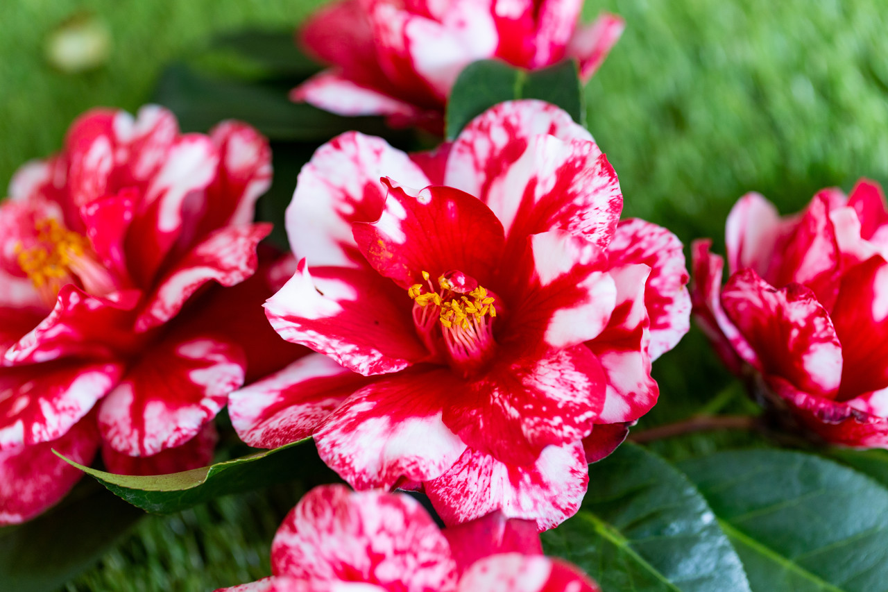 中国名花盆栽,茶花十大名花