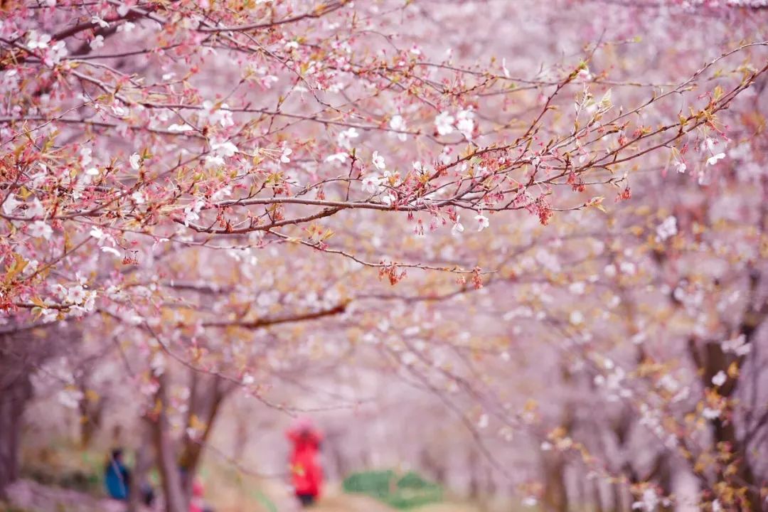 贵州安顺平坝万亩樱花园,安顺平坝樱花园面积有多少