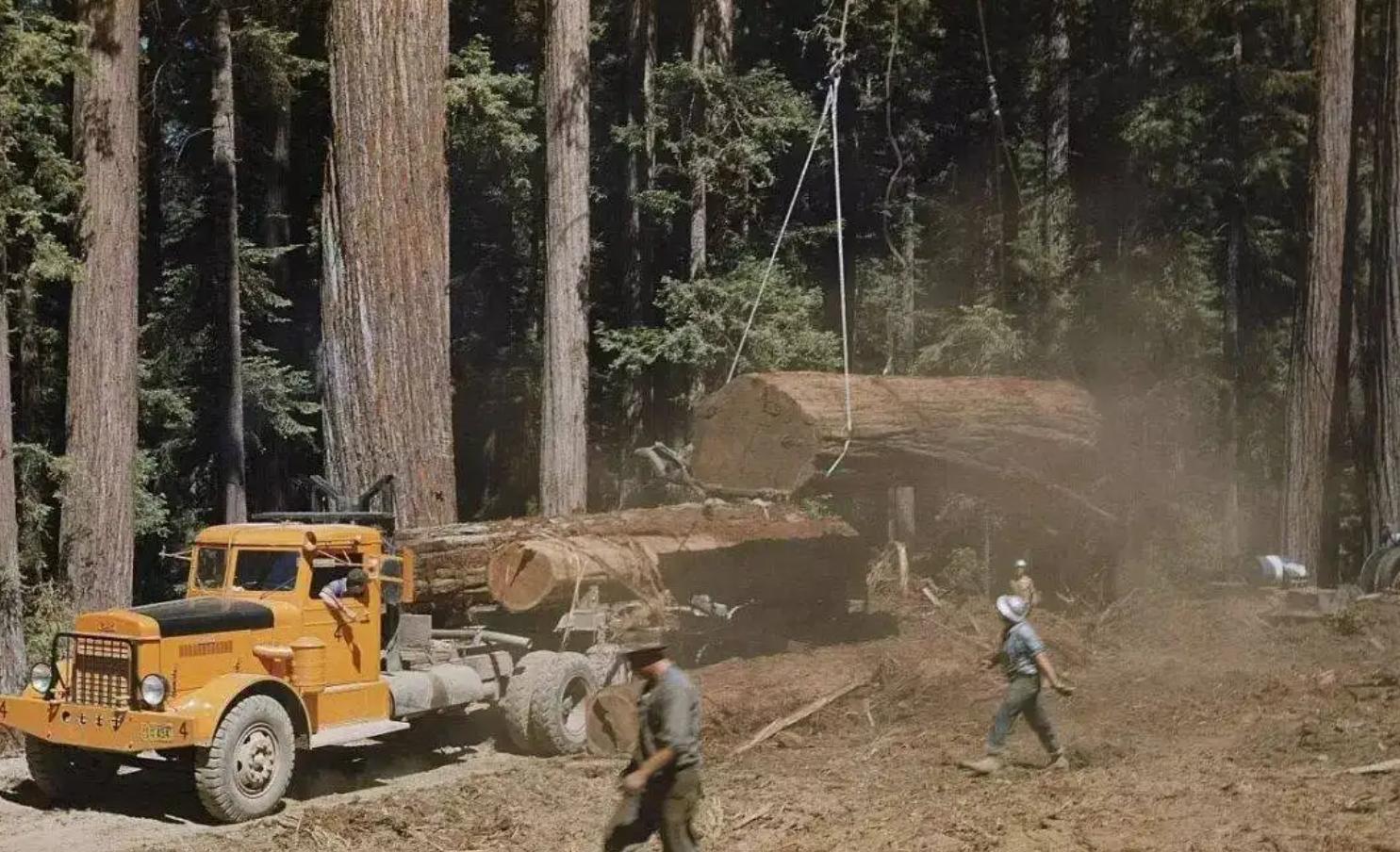 100块和1000块铁观音的区别,100元和10元的烟有什么区别