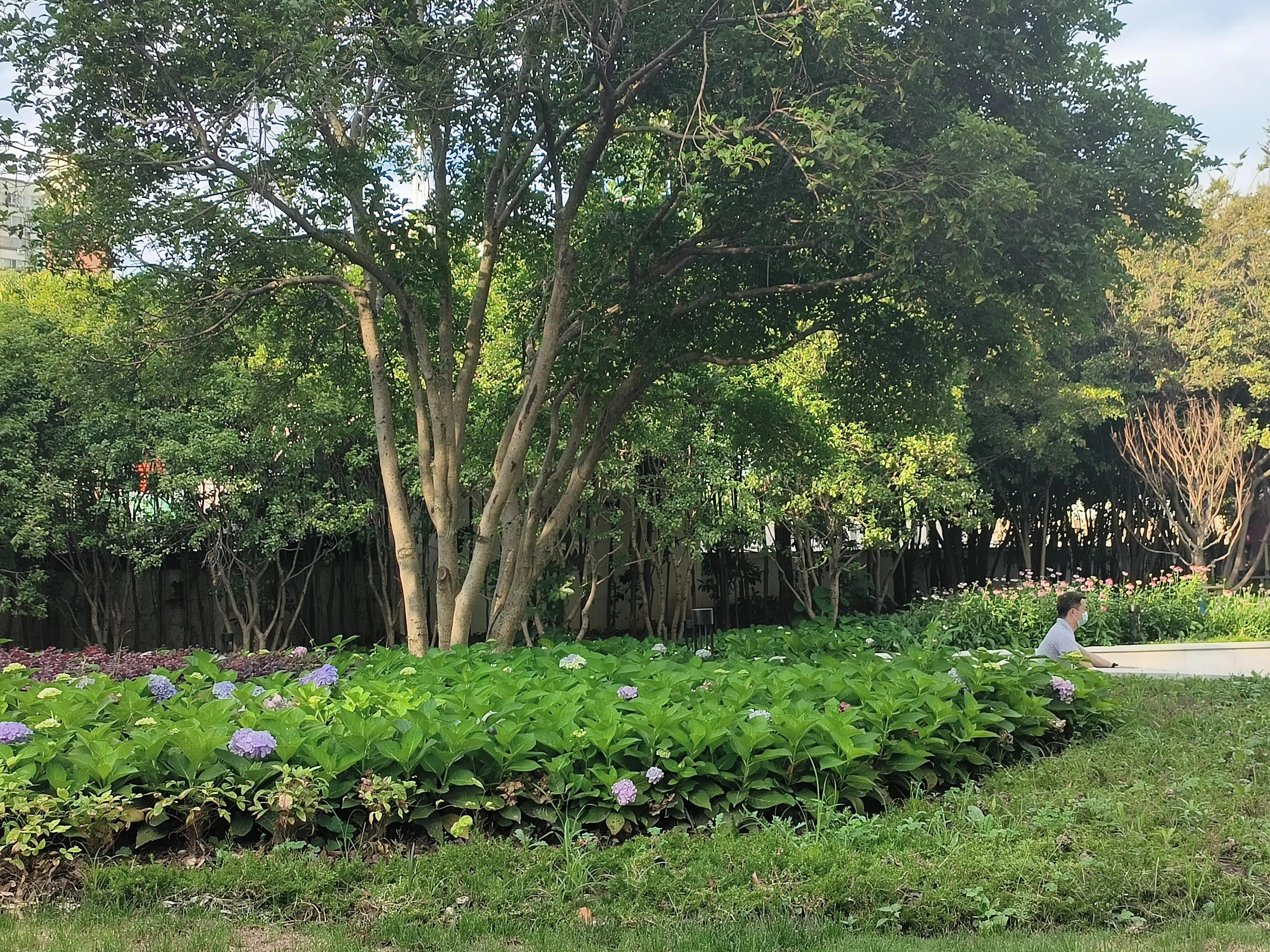 夏日花草别样美,美丽的花草合集