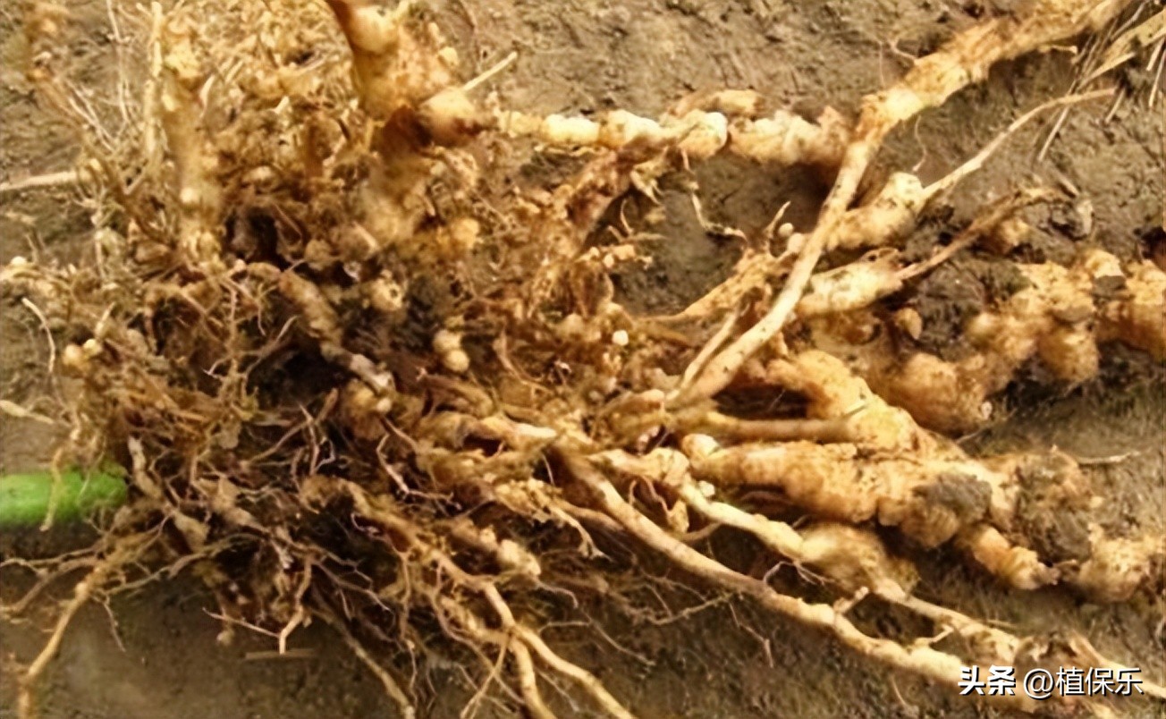 有机农业农药,绿色生物农药都有哪些