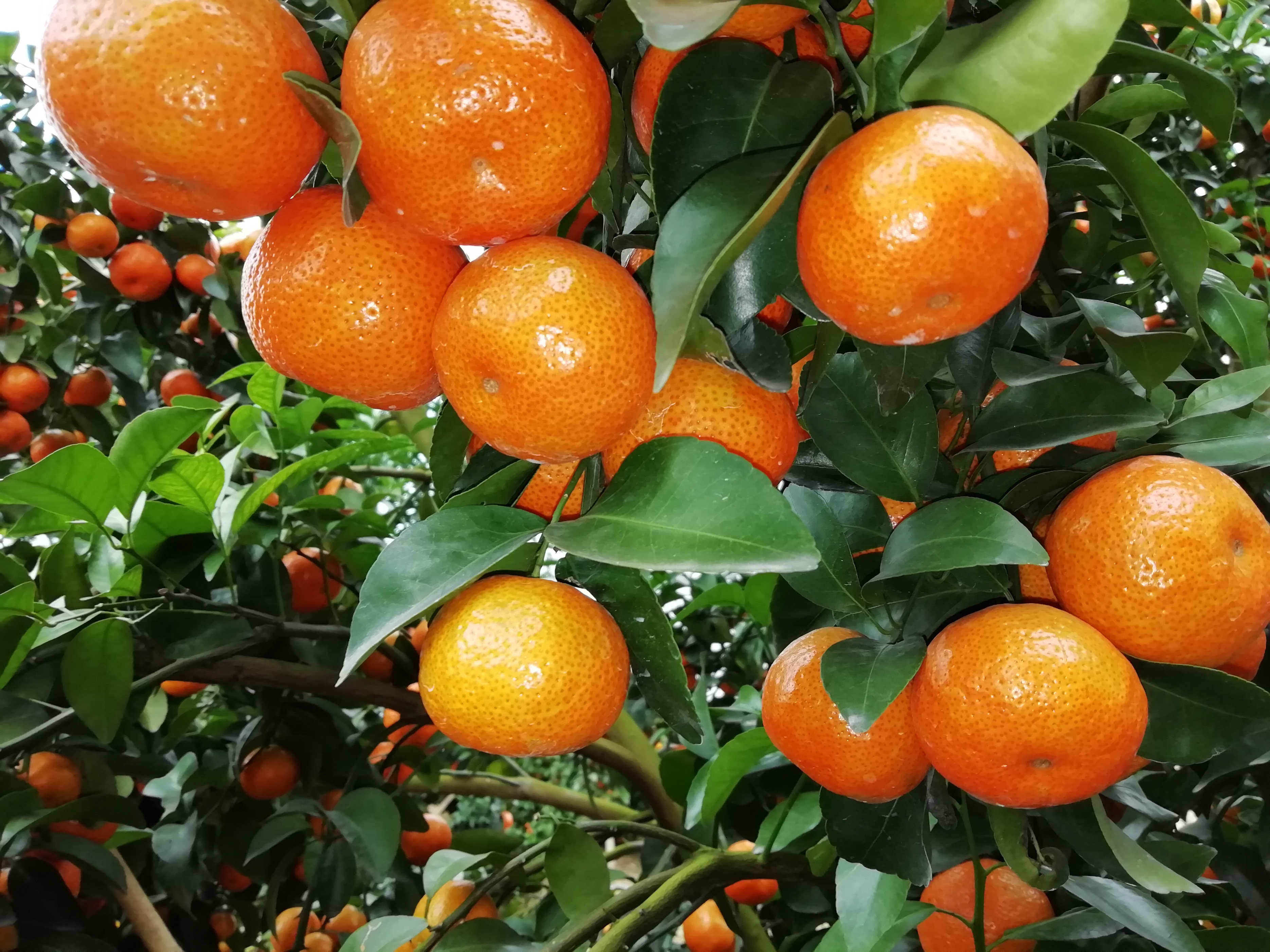 最好的钙肥品牌,目前什么样的钙肥最好