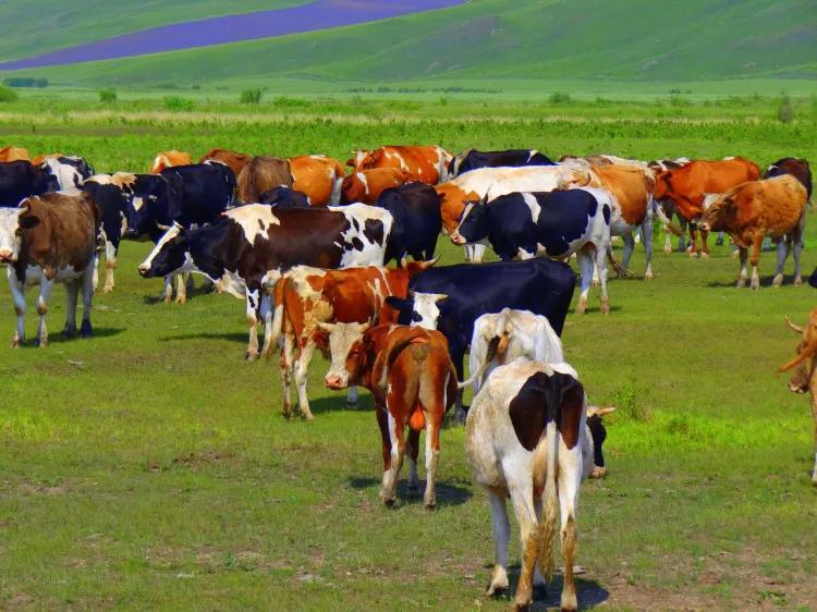 呼伦贝尔大草原高清素材,分享内蒙古草原天空照