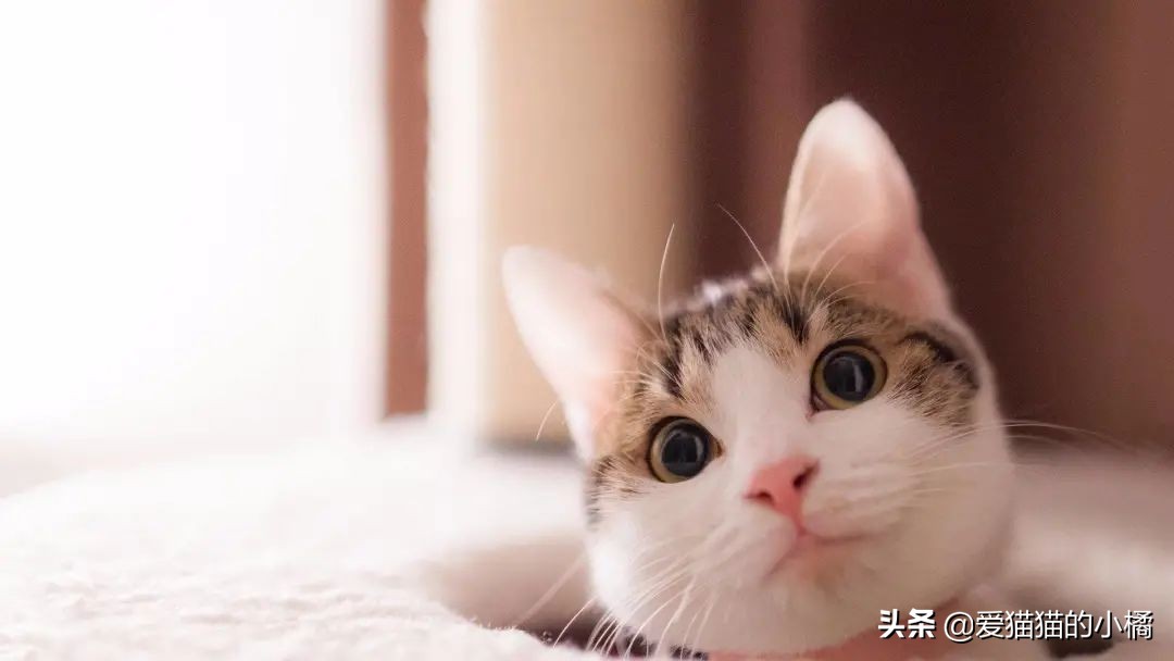 超实用干货铲屎官入门必备,新手铲屎官如何快速讨猫欢喜