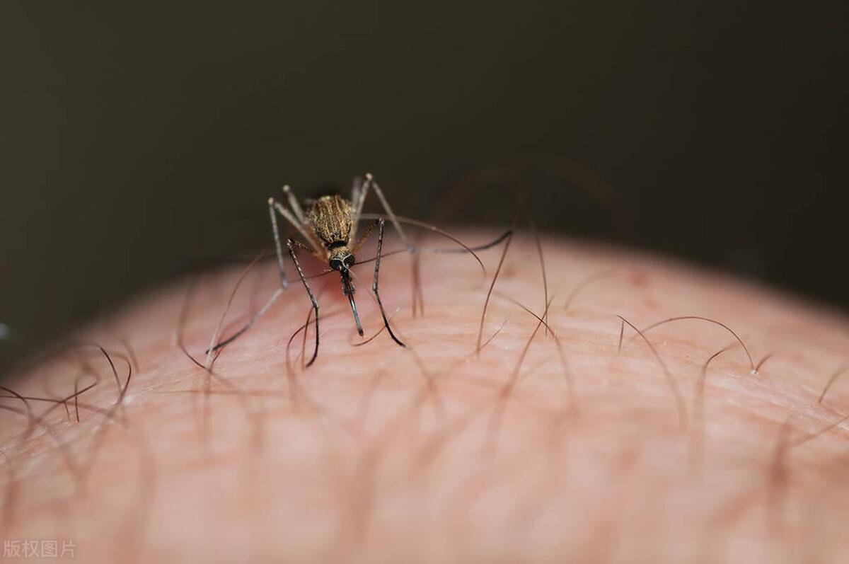 家里有蚊子小妙招怎么去除蚊子,怎么彻底消灭蚊子家里蚊子多