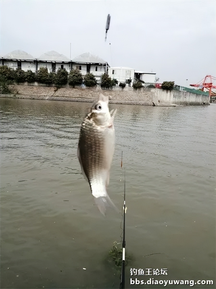 钓王钓鱼方法,钓鱼王试钓视频