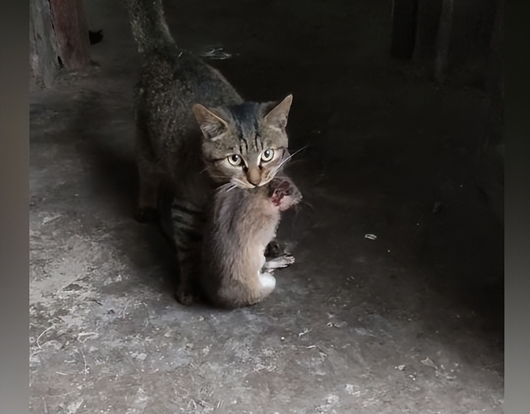 猫咪从外面大摇大摆回来,女子凑近看清后:还是农村的猫酷呀