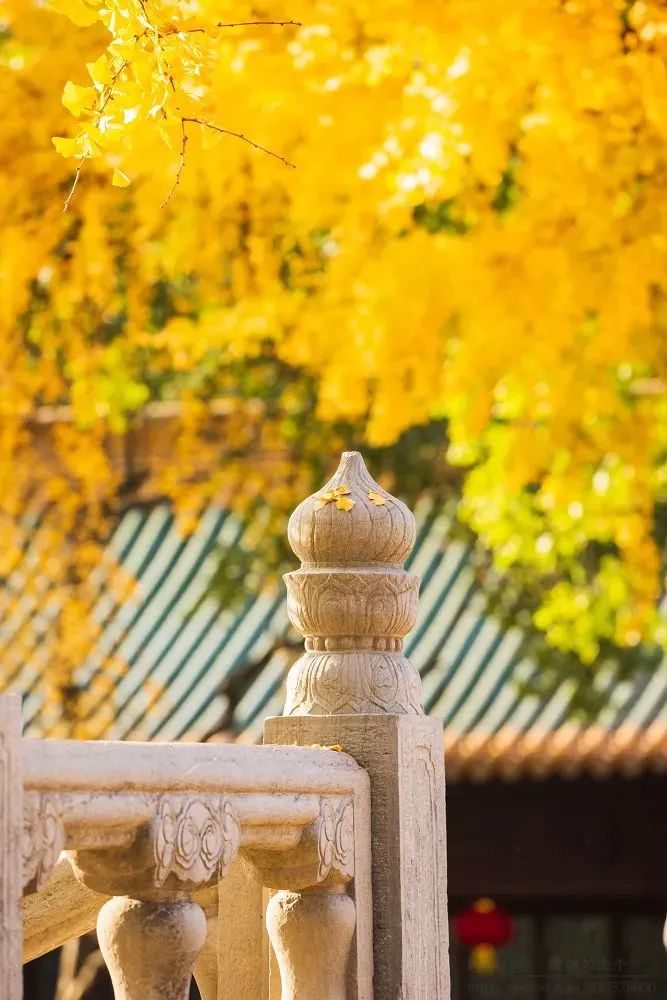 南京的法国梧桐秋天图片,南京法国梧桐秋天