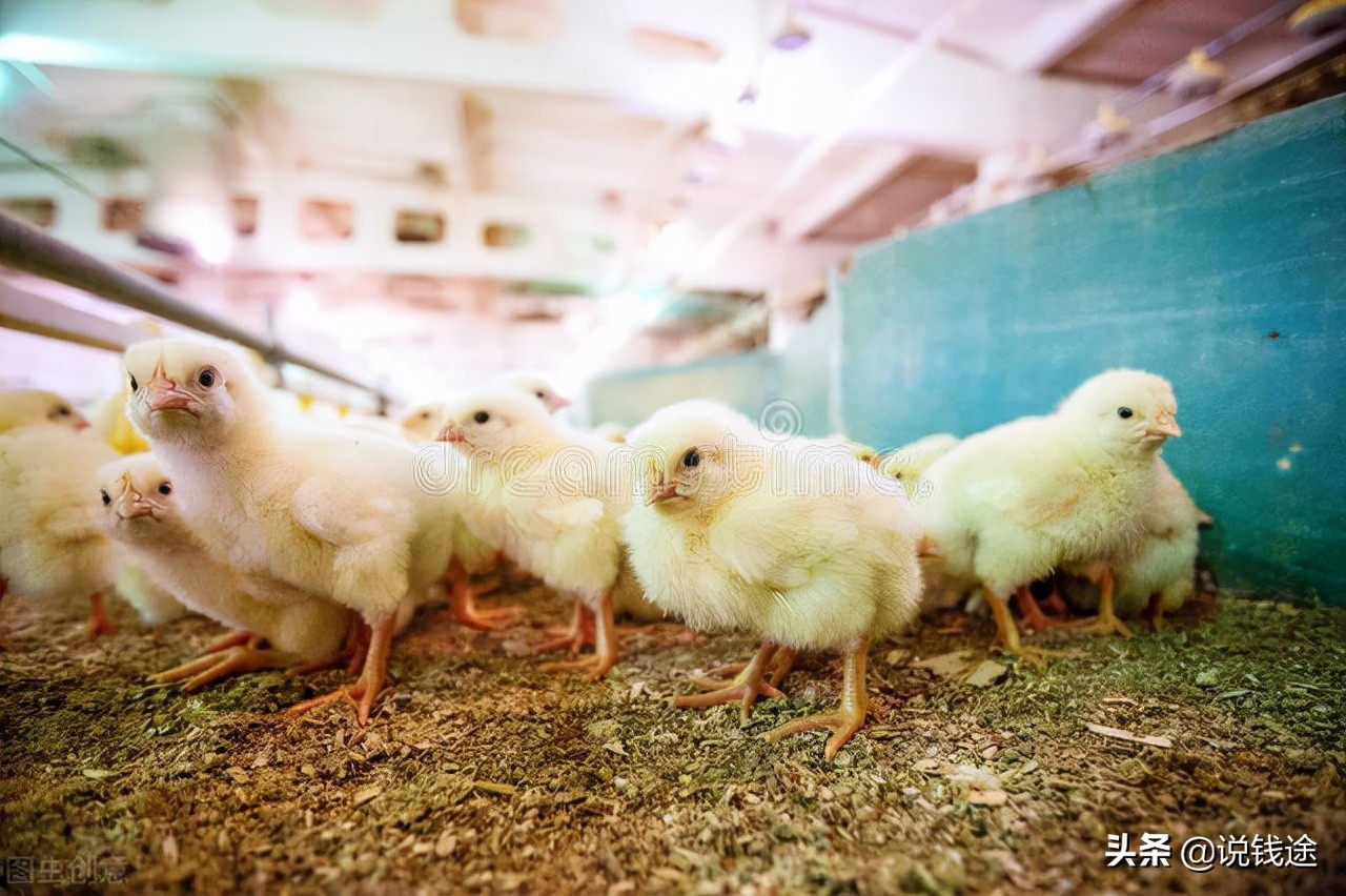 适合农村夫妻的创业项目,农村的创业项目哪个赚钱