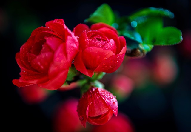 苟日新，日日新，又日新,22。做一个坚持不懈的践行者。