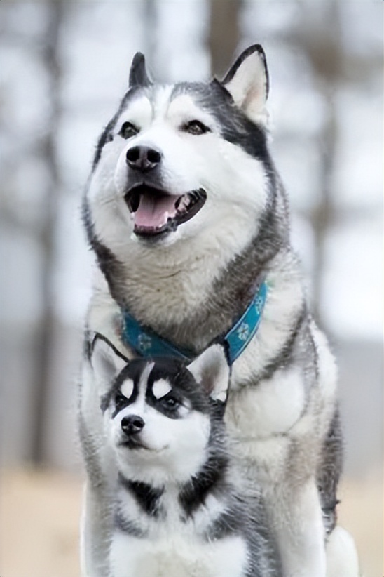 12星座各自都配什么狗狗,什么星座适合养什么狗狗