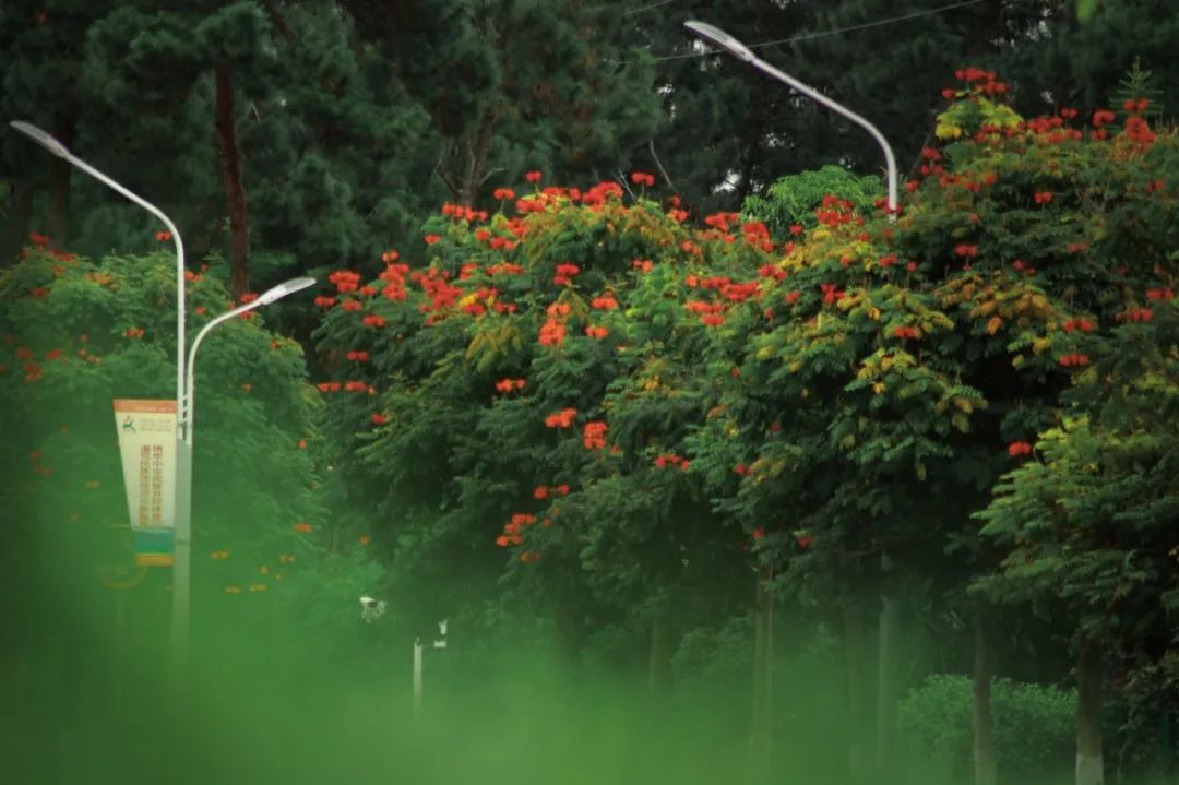 【普洱茶都康乐思茅】火焰木：凤凰涅槃浴火重生