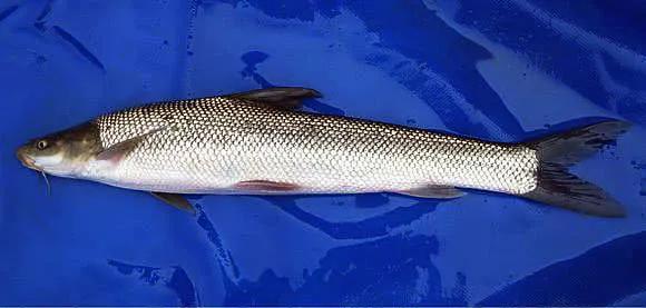 2020年禁养水产类名单,国家禁止放生的鱼类有哪些