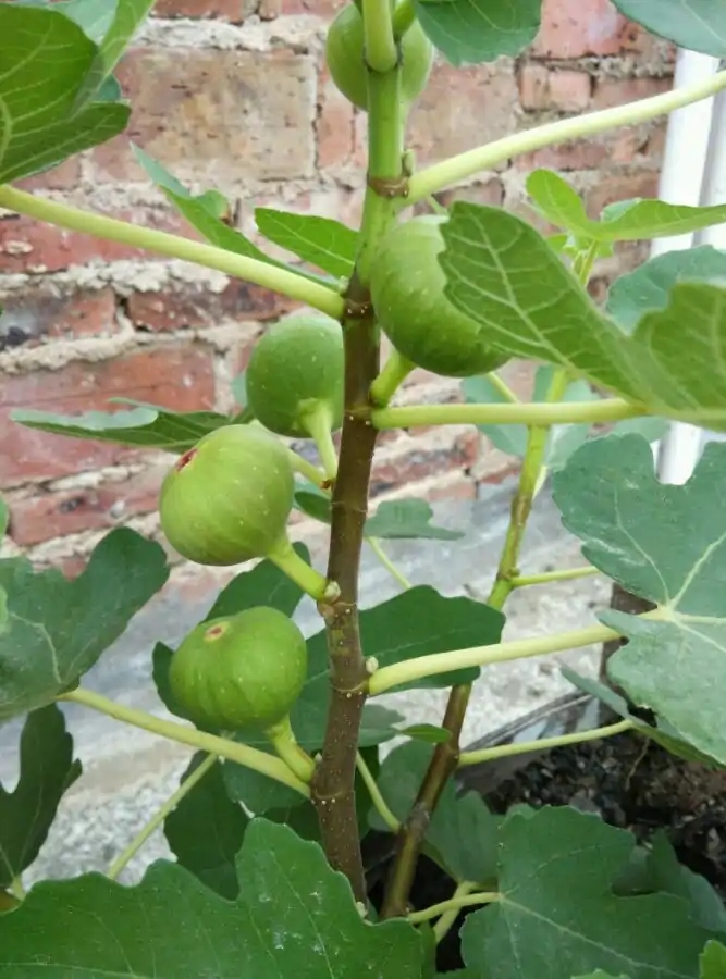 常见有毒花千万别碰,世上有毒的花和植物