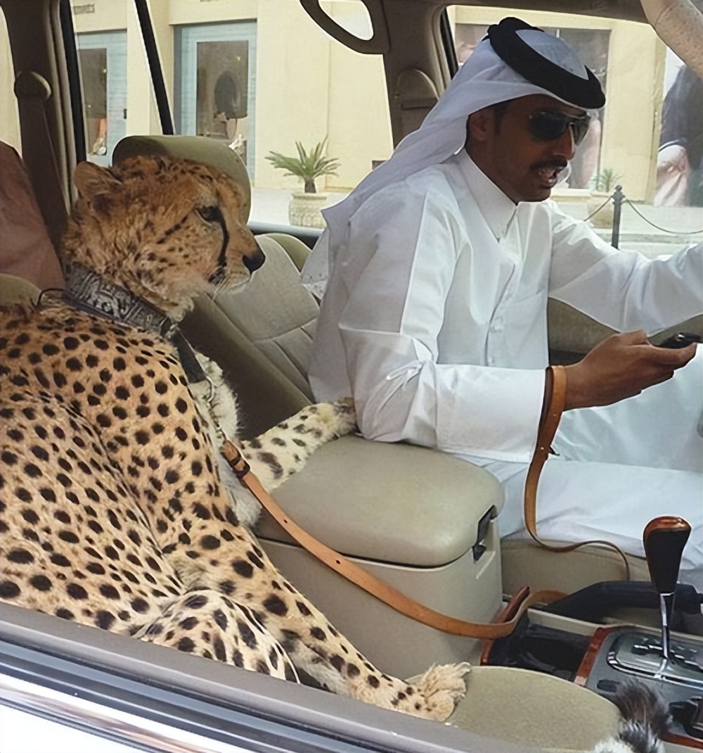 心机女孩鞠婧祎:被潘玮柏刁难拒绝王思聪求爱,整容遭贾玲内涵