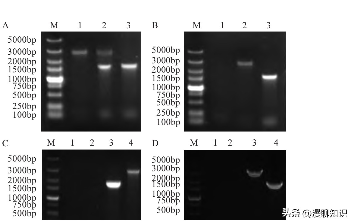 鸡沙门菌能引起鸡白痢吗,鸡白痢沙门氏菌病的研究进展