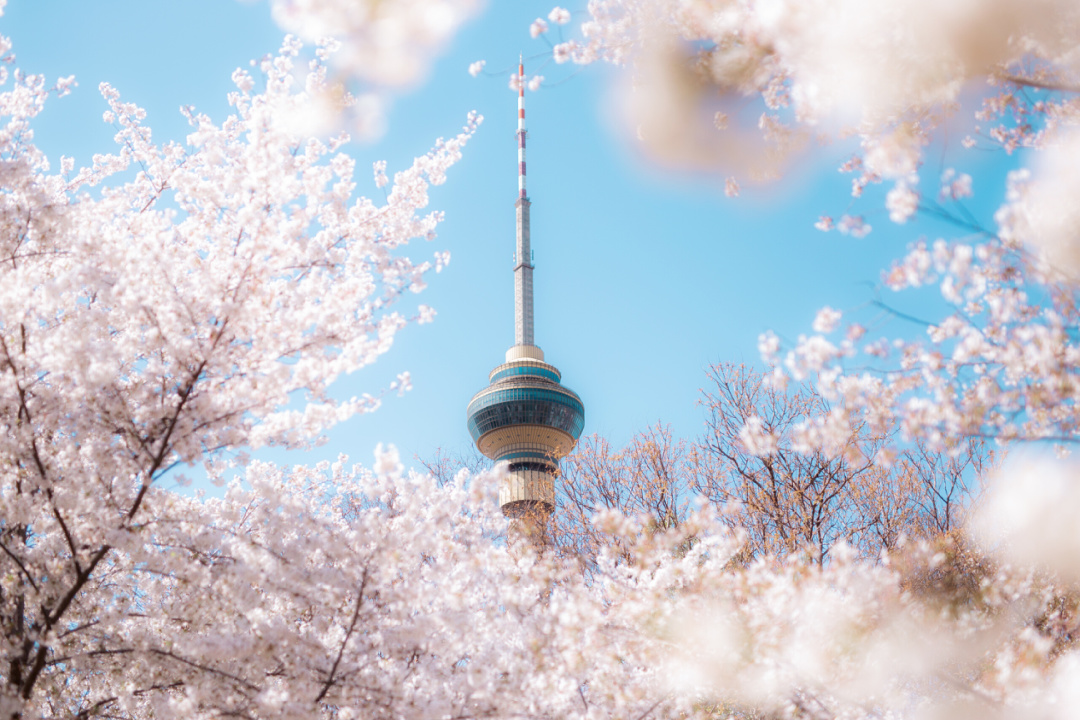 花的物语丨知道了花的这些特殊寓意,下次还会乱送吗?