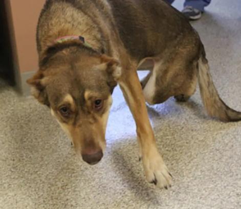 狗狗缺钙腿变形多久能补回来,狗狗缺钙怎么补最快最有效的方法