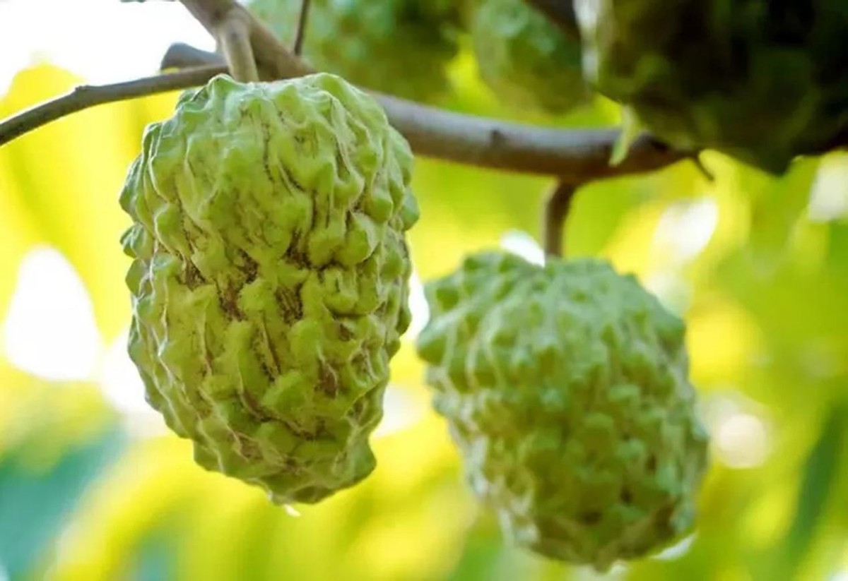 水果滞销中国解决,台湾凤梨释迦滞销原因