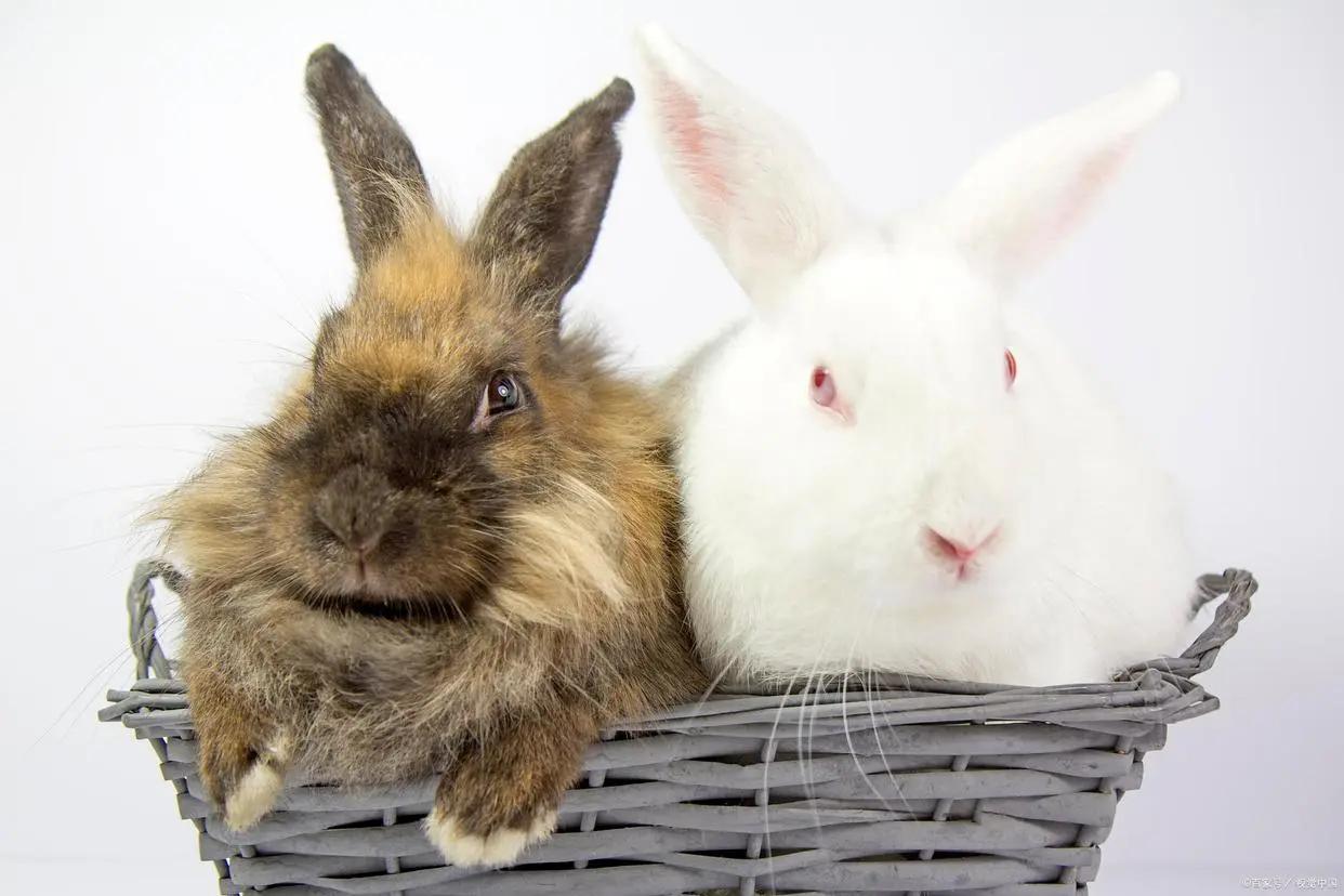 两个月大的兔兔要注意什么,怎么样的兔兔比较容易存活