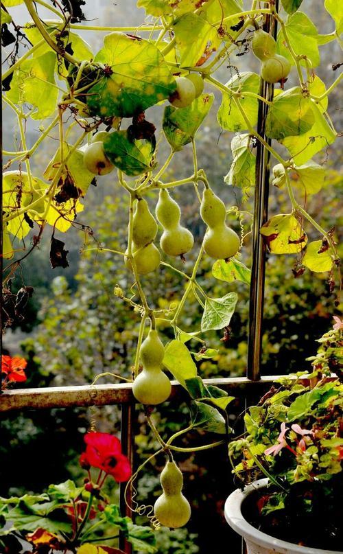 盆栽手捻葫芦种植时间和方法,室内种植手捻葫芦的最佳方法