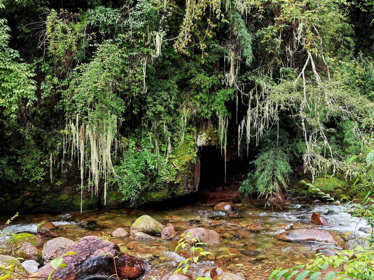 滇金丝猴要吃的,滇金丝猴最爱吃什么