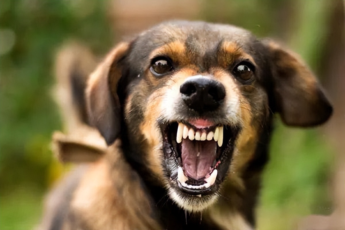 养狗发现的神奇现象,养狗常见的4大误区你避雷了吗