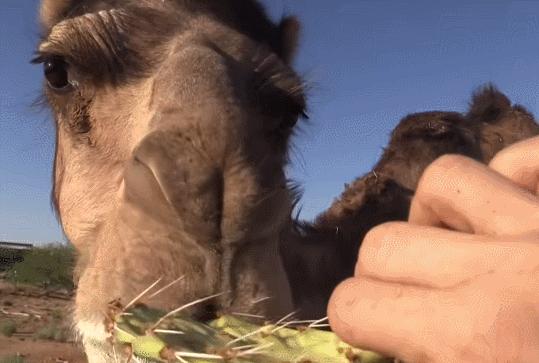 野生双峰骆驼和家养骆驼有何区别,野骆驼和骆驼是一个物种吗