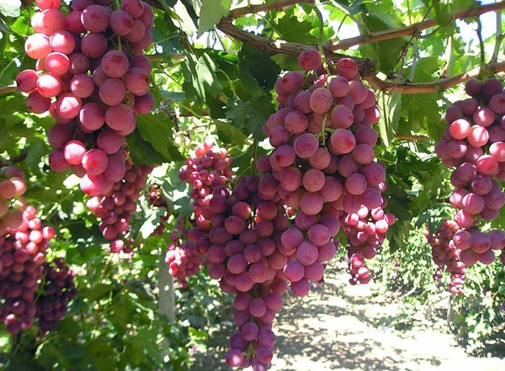 甘肃这边的水果,甘肃的水果少吗