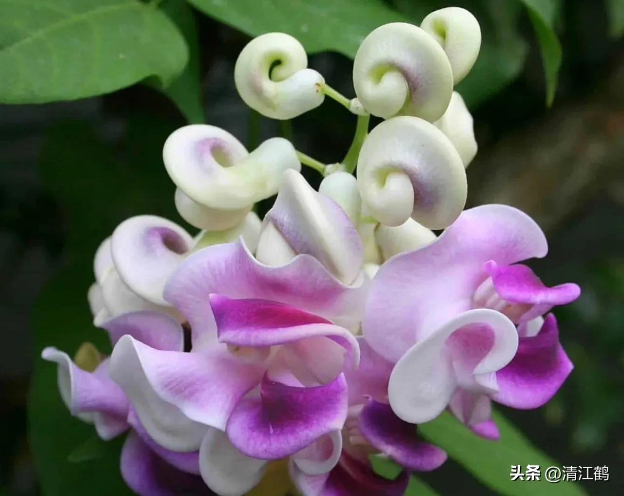 怎样辨别叶面肥好坏,叶面肥怎样选择真假和用量