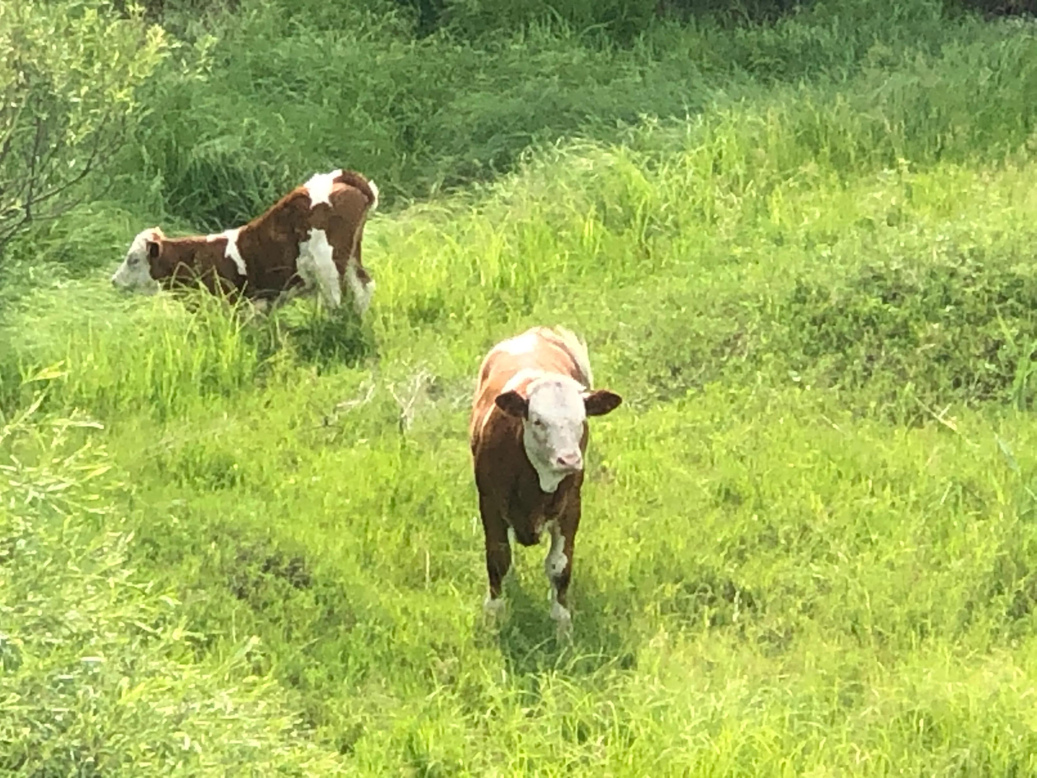 牛之道馅饼,牛之道特色