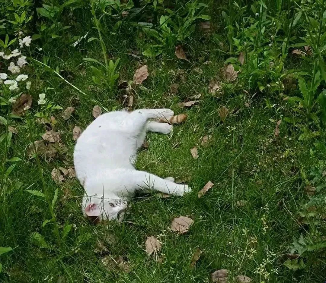 阔别1136天，你需要这份攻略～