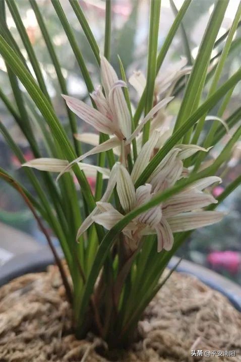 捕野猪，挖“野草”，抓！