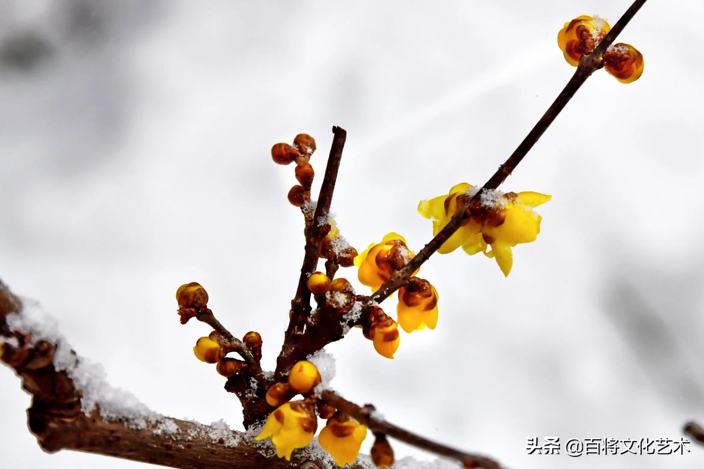 「百将文化」枝横碧玉天然瘦，恋破黄金分外香