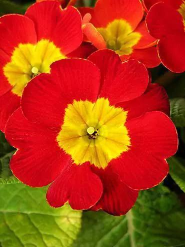 考不上“大小一六八”别泄气，“三朵金花”同样助您考上好大学