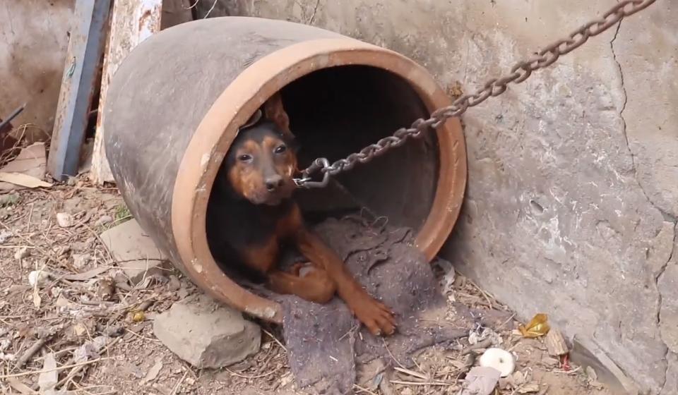 流浪狗被小孩子暴打,流浪狗被孩子家长打