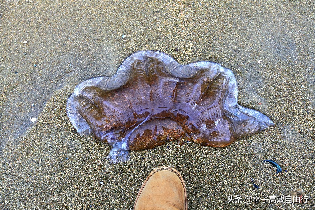 俄罗斯一月追极光攻略,俄罗斯追极光的地方